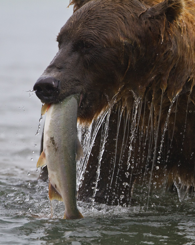 Grizzly Bear With Salmon